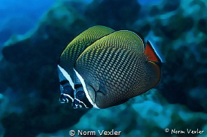 A pair of White Collar Butterflyfish photographed in the ... by Norm Vexler 